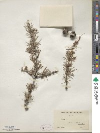 Larix occidentalis image