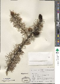 Larix occidentalis image