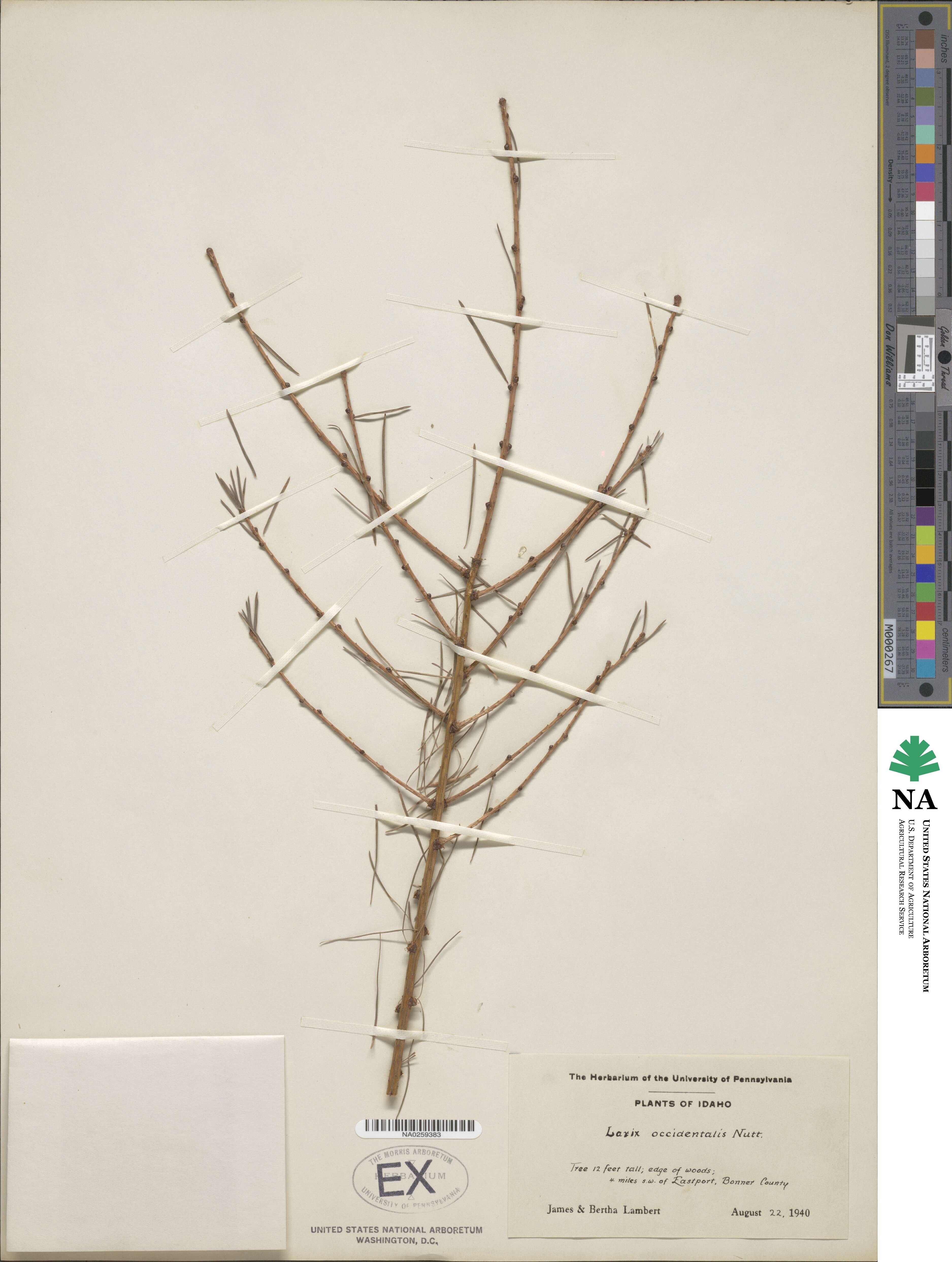 Larix occidentalis image