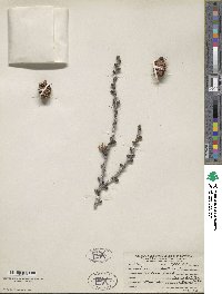 Larix occidentalis image