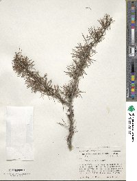 Larix occidentalis image