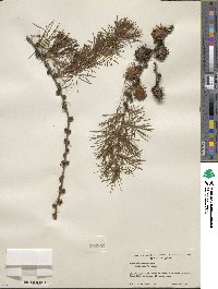 Larix occidentalis image