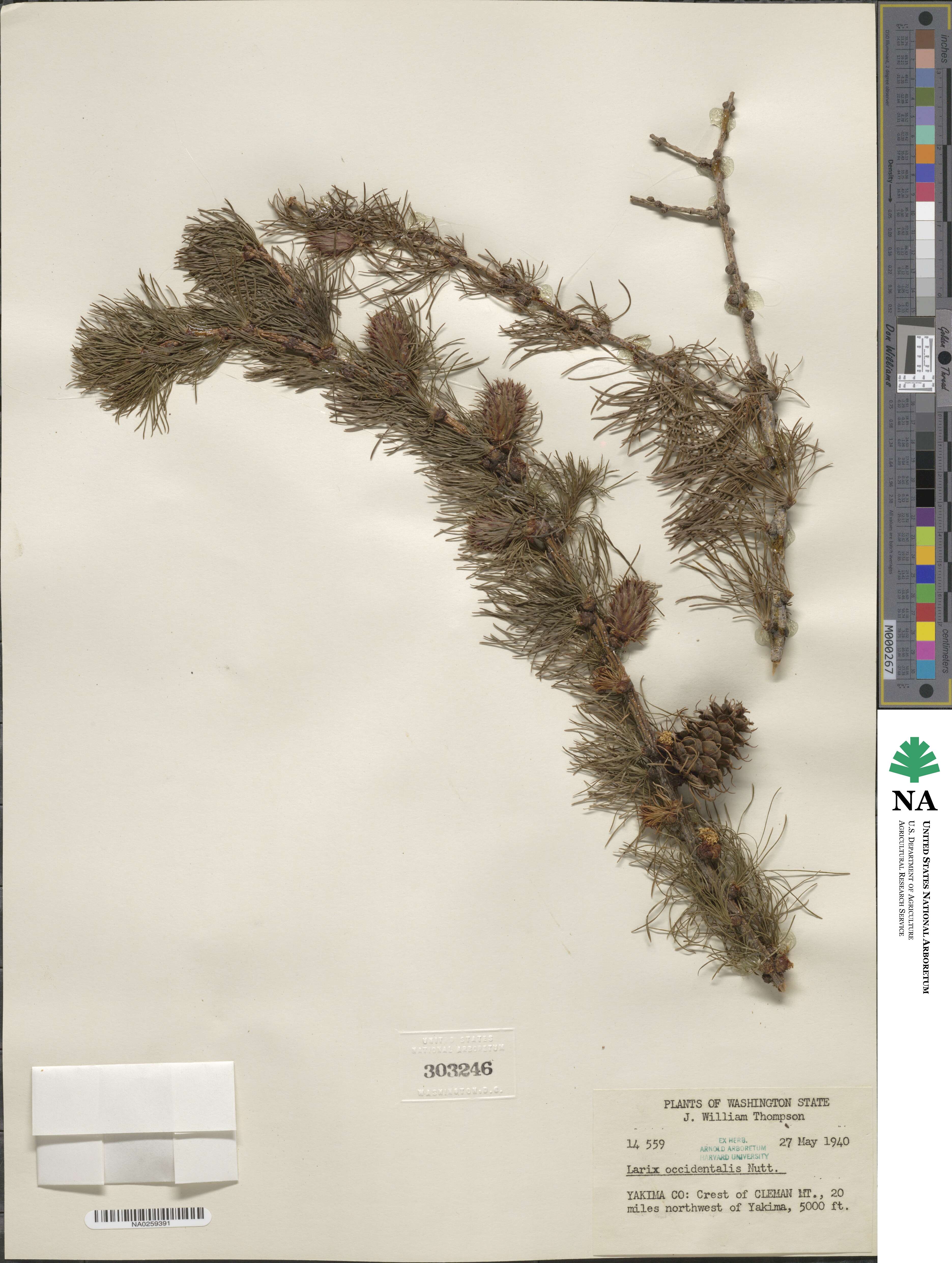 Larix occidentalis image