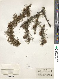 Larix occidentalis image