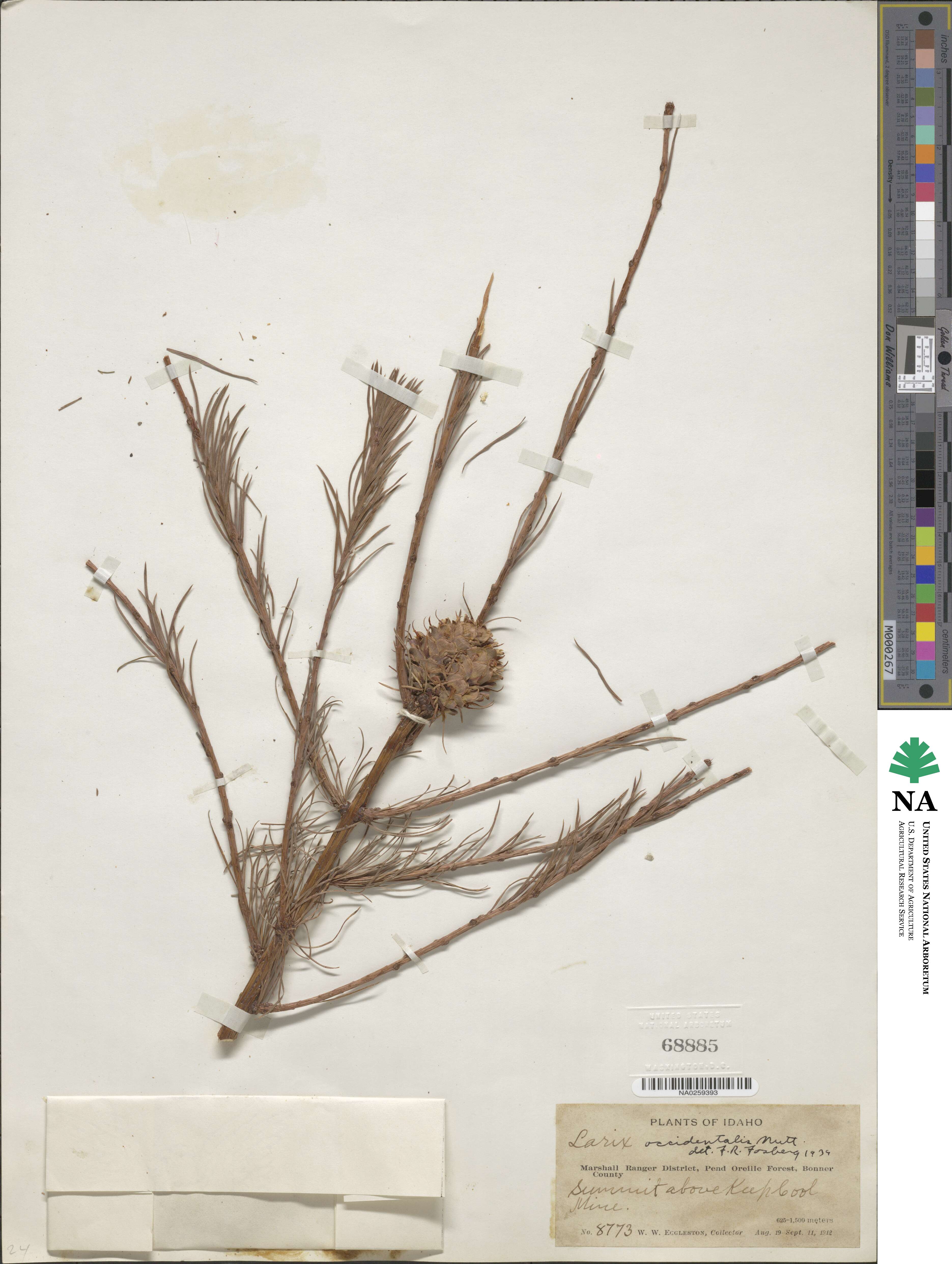 Larix occidentalis image