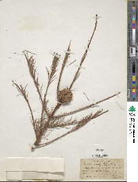 Larix occidentalis image