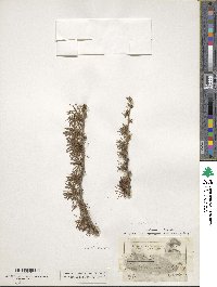 Larix decidua image