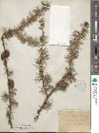 Larix decidua image