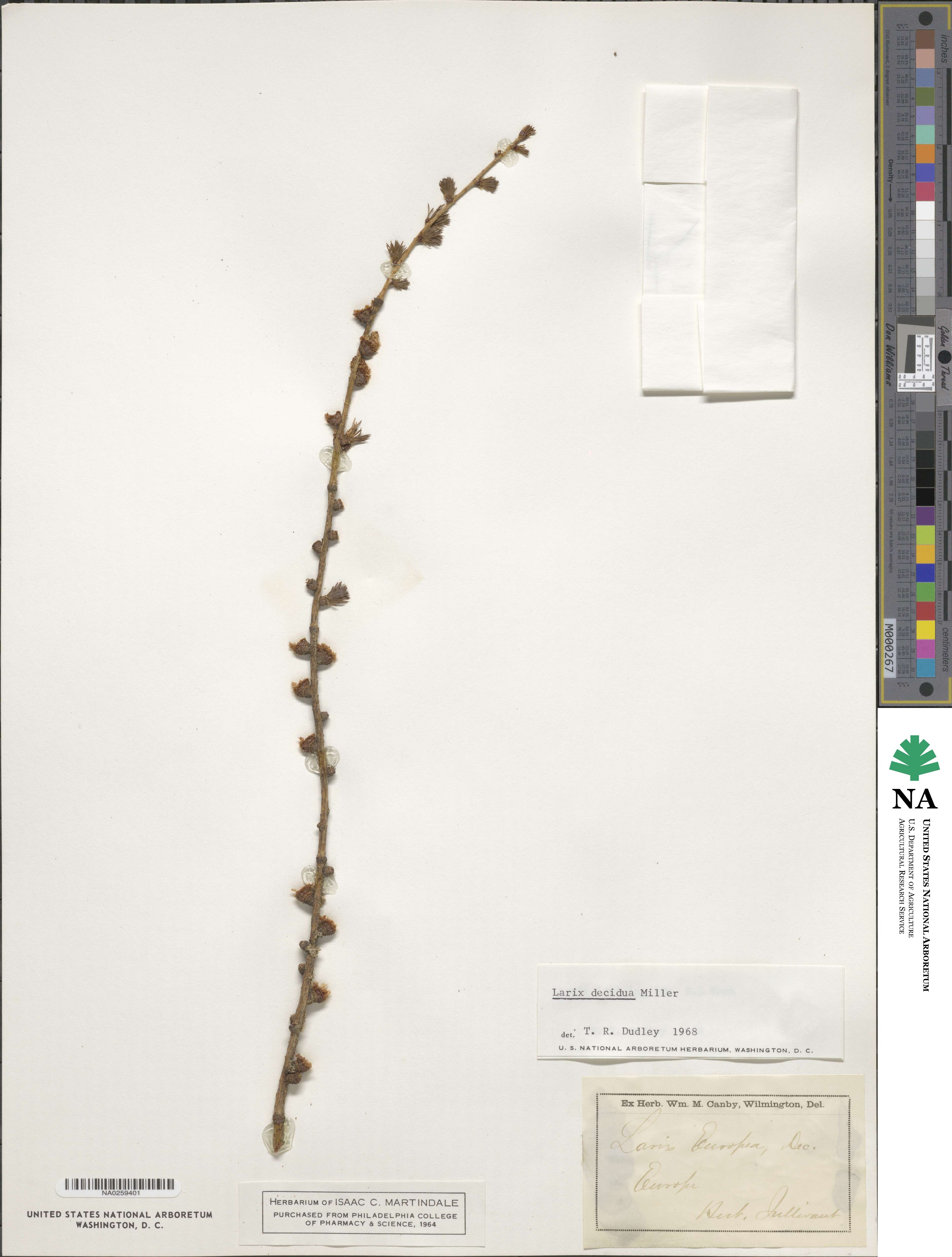 Larix decidua image