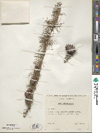 Larix decidua image