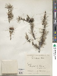 Larix decidua image