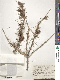 Larix sibirica image