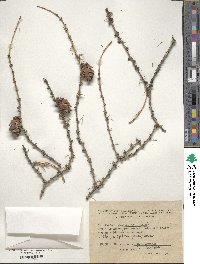 Larix sibirica image