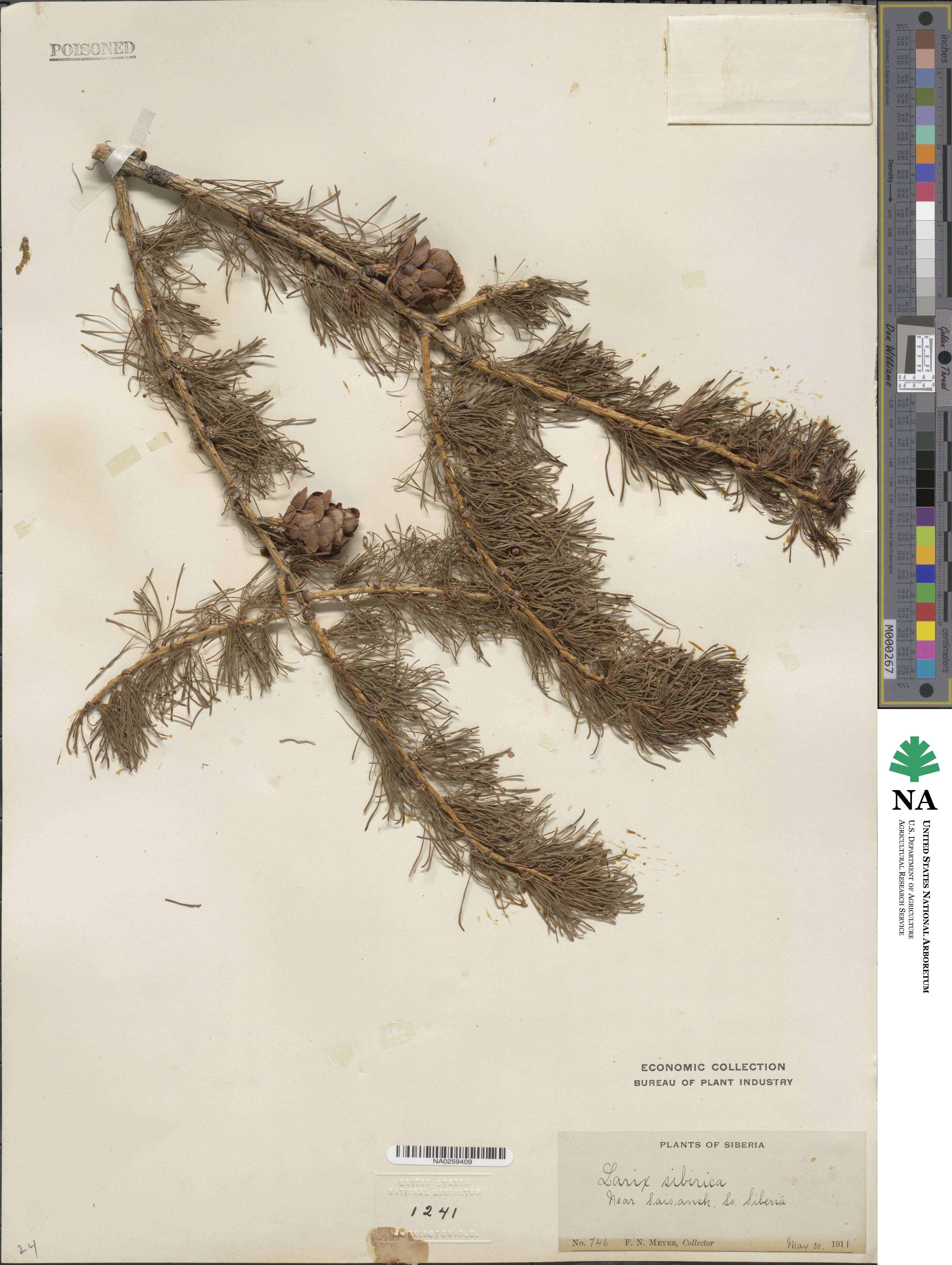Larix sibirica image