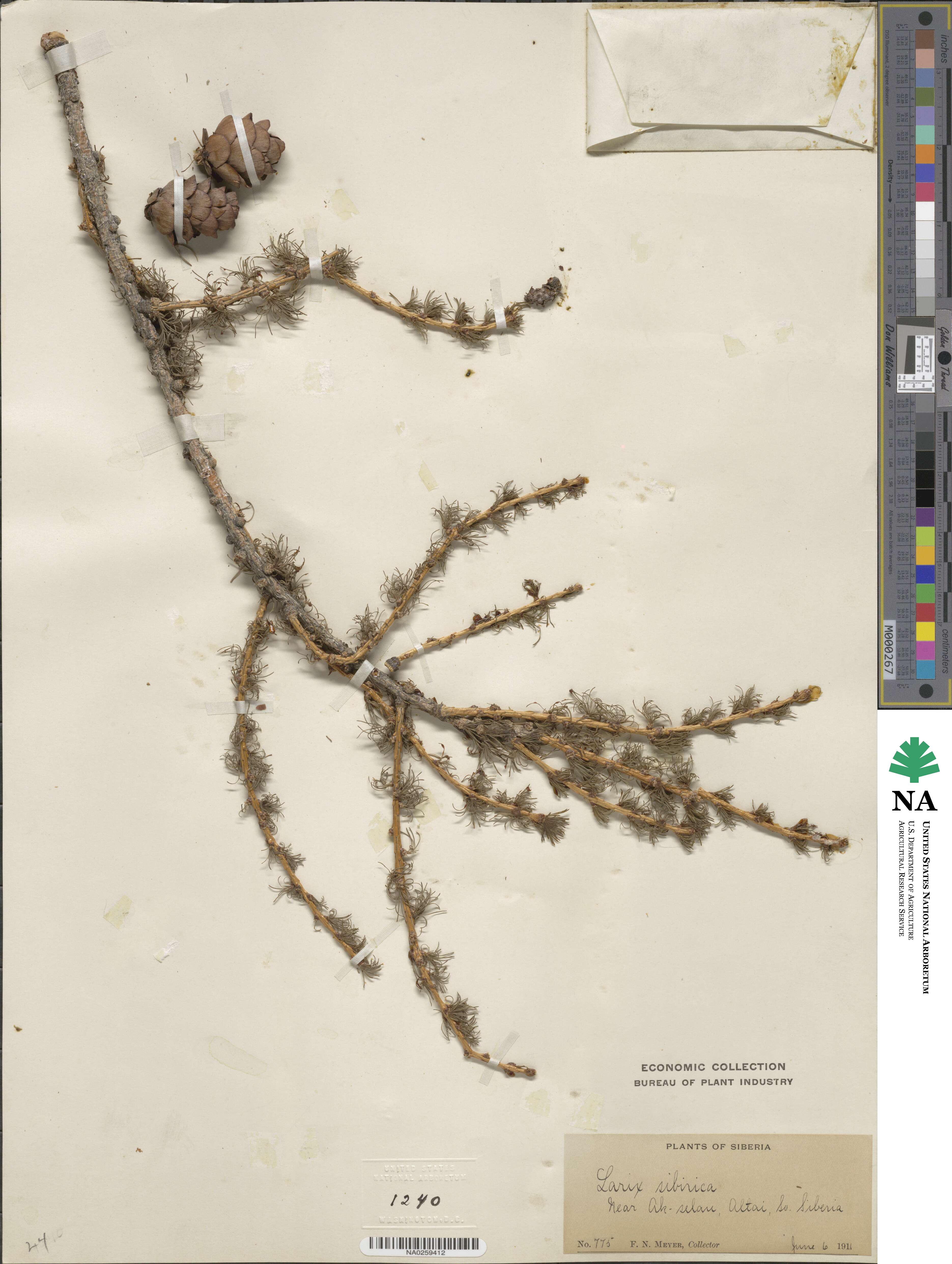 Larix sibirica image