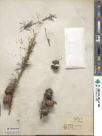 Larix decidua image