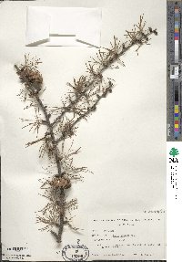 Larix decidua image