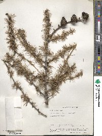 Larix decidua image