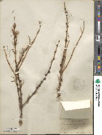 Larix decidua image