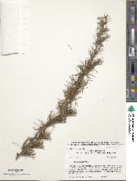 Larix decidua image