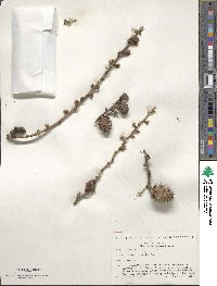 Larix decidua image