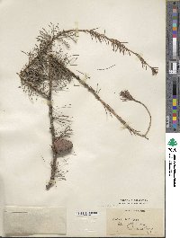 Larix decidua image