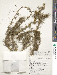 Larix decidua image