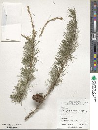 Larix decidua image