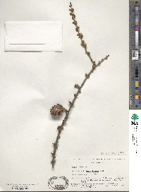 Larix decidua image