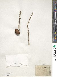 Larix decidua image