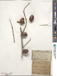 Larix decidua image