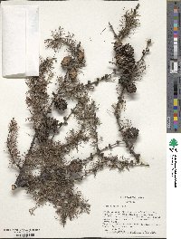 Larix decidua image