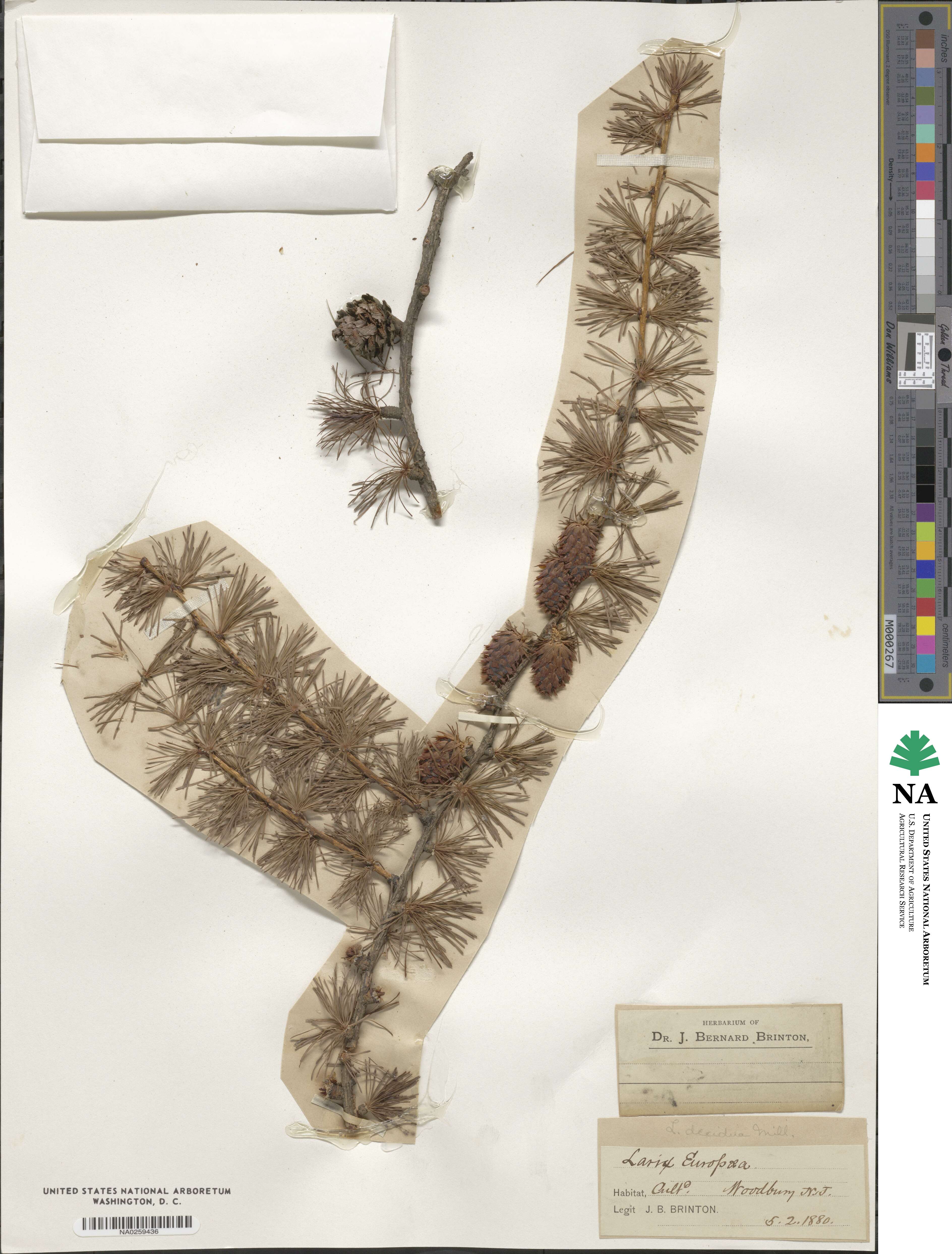 Larix decidua image