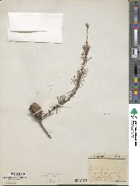 Larix decidua image