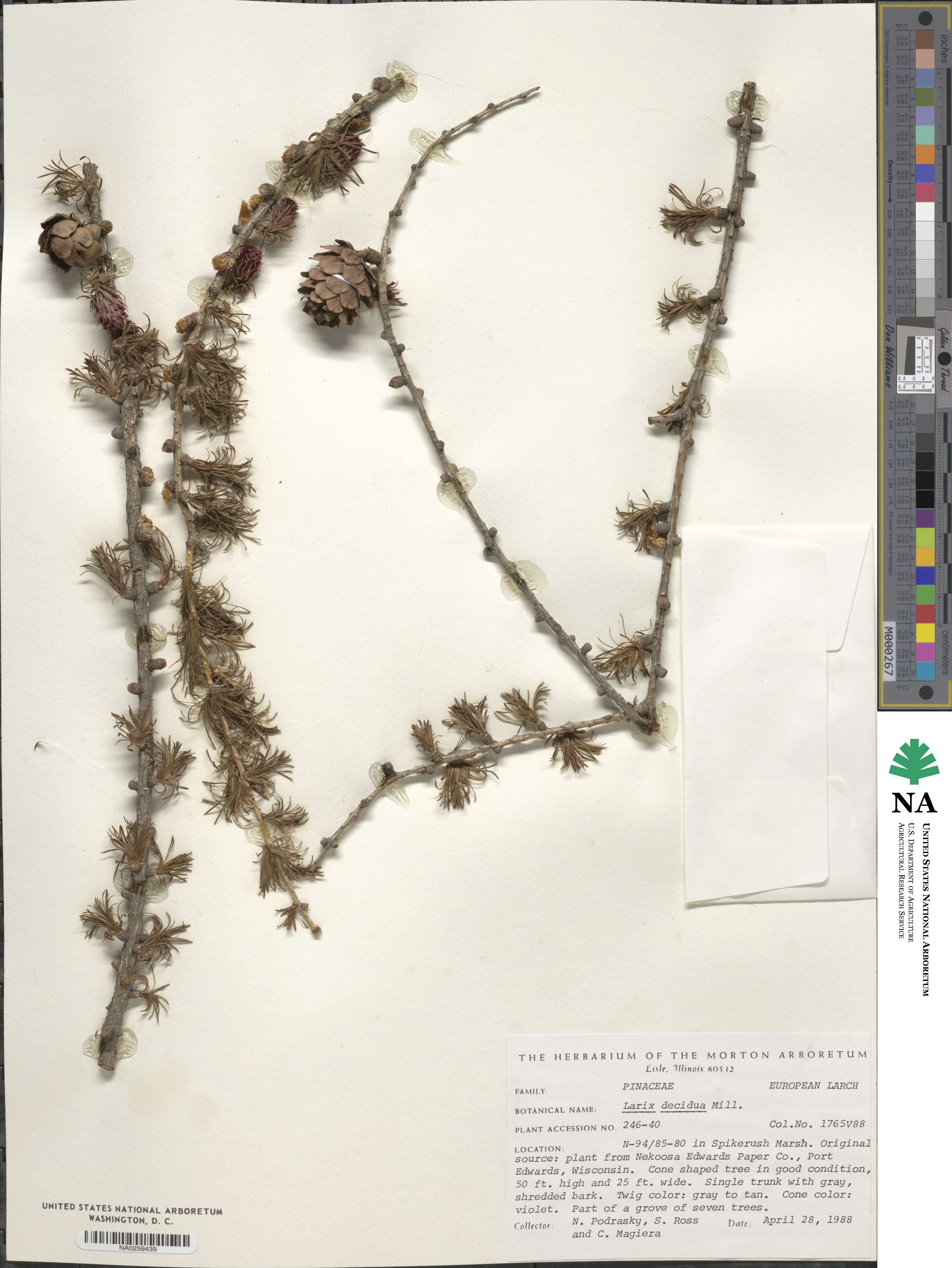 Larix decidua image