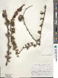 Larix decidua image