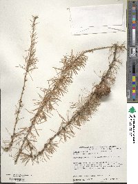 Larix decidua image