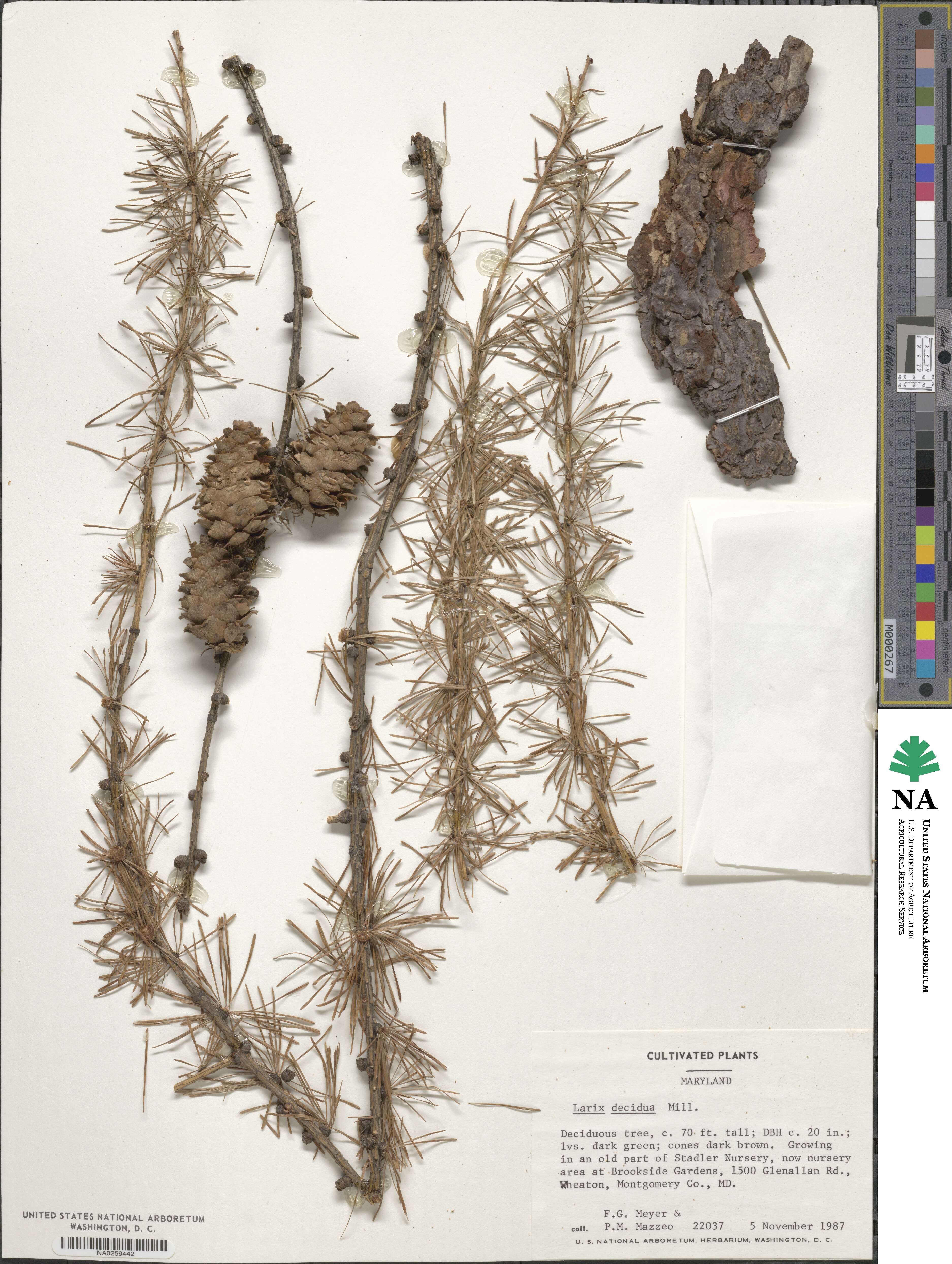 Larix decidua image
