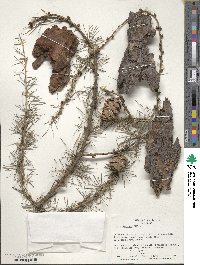 Larix decidua image