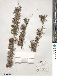 Larix decidua image