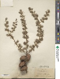 Larix decidua image