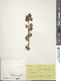 Image Associated With the Occurence