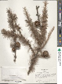 Larix gmelinii image