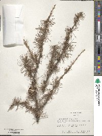 Larix gmelinii image