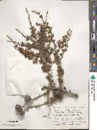 Larix gmelinii image