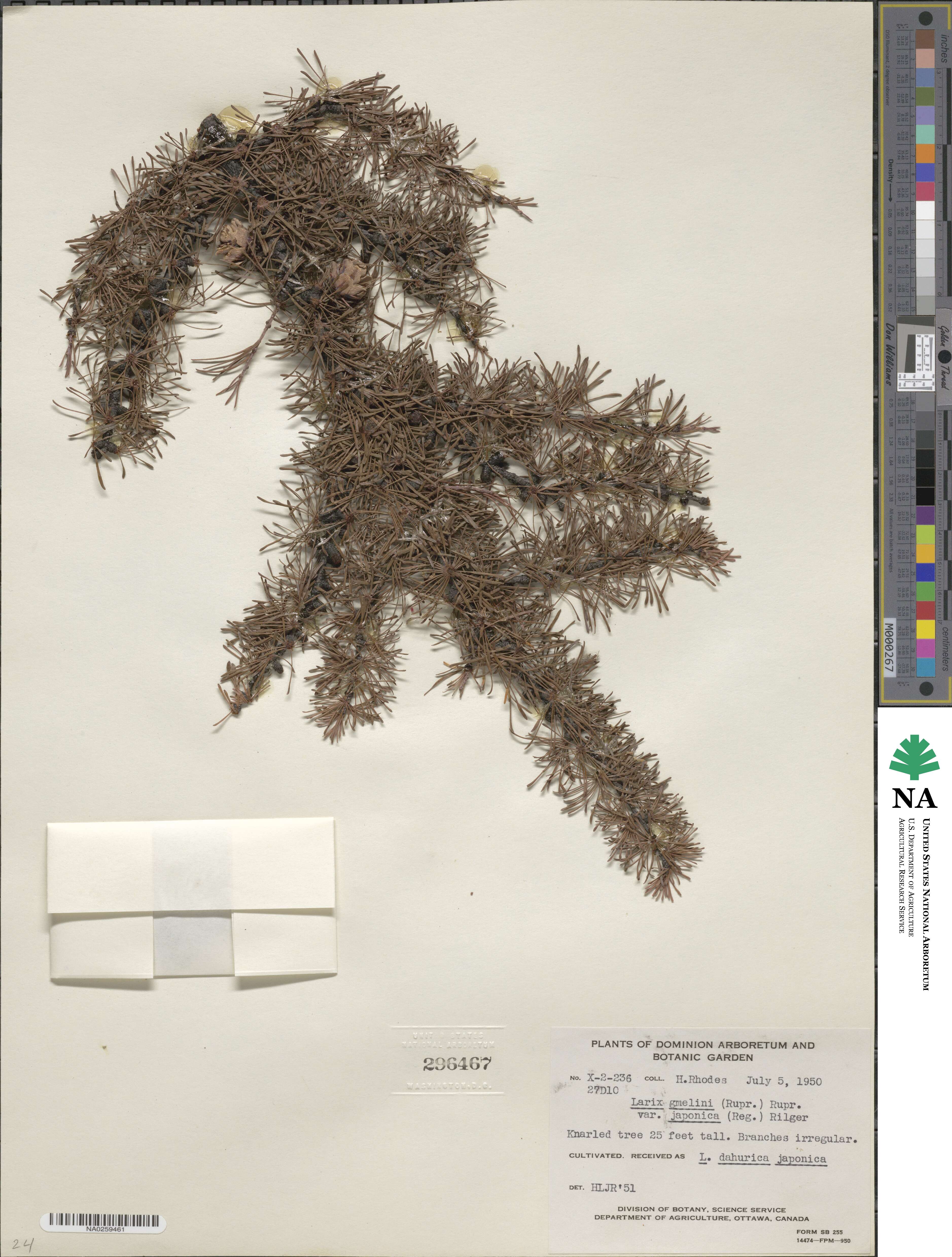 Larix gmelinii var. japonica image