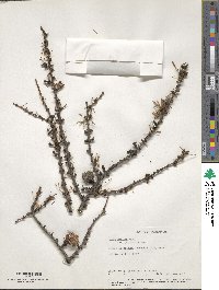 Larix gmelinii var. japonica image