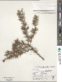 Larix gmelinii var. olgensis image