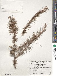 Larix kaempferi image