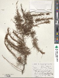 Larix kaempferi image